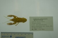Cambarus sphenoides image